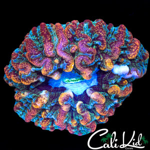 Beautiful Rare Indophyllia