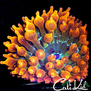 CK Rainbow Anemone