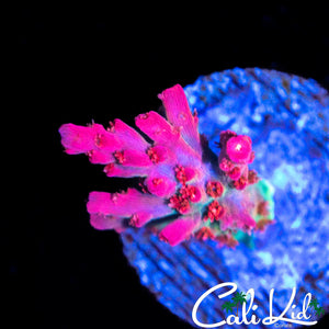 Vivid Confetti Frag
