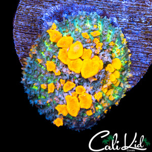 CB Sunkissed Bounce Mushroom