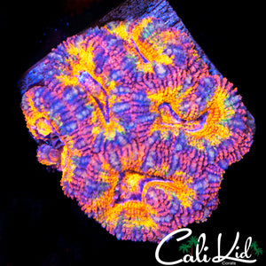 Ultimate Rainbow Acan Mini Colony