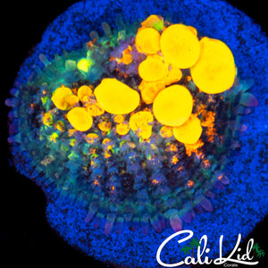 OG Bounce Mushroom