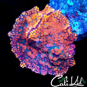 Bubble Disco Shroom