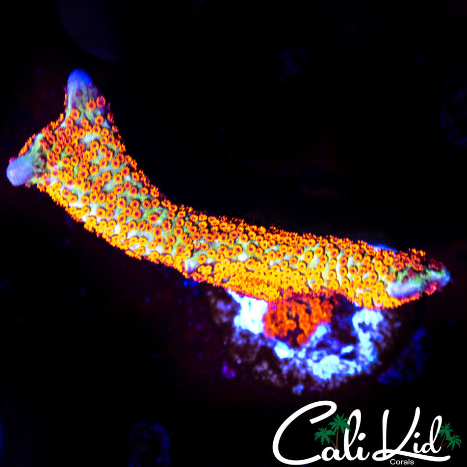 Bubble Gum Digi Frag