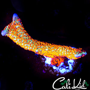 Bubble Gum Digi Frag