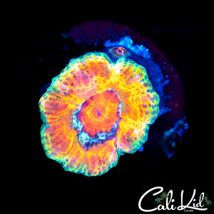 Mystery Acan w/ Baby