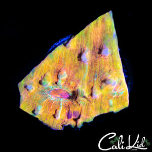 Ultra Rainbow Chalice