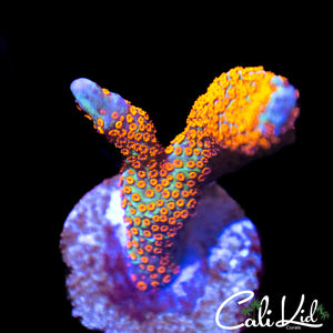 Bubble Gum Digi Frag