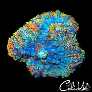 CK Gumdrop Mushroom