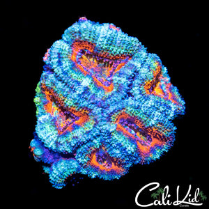 Ultra Rainbow Acan Mini Colony