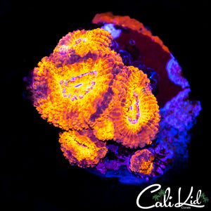 Mystery Acan Lord Colony