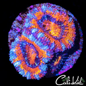 Ultra Rainbow Acan Triple