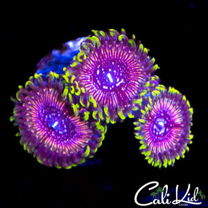 WWC Black Orchid Triple