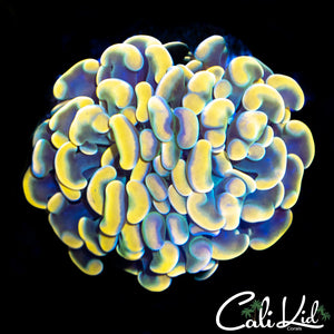 Golden Pastel Branching Hammer