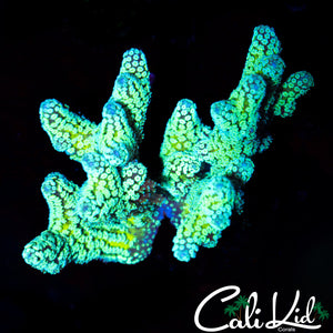 Two Tone Birds Nest Chunk