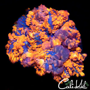 Rhodactis Bounce Mushroom