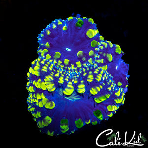 Blue Thunder Blasto Triple