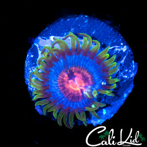 Miami Vice Zoa