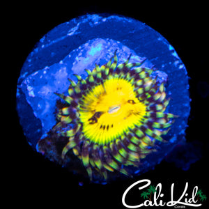 Buttmuncher Zoa