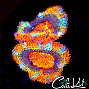 Insane Rainbow Acan Double