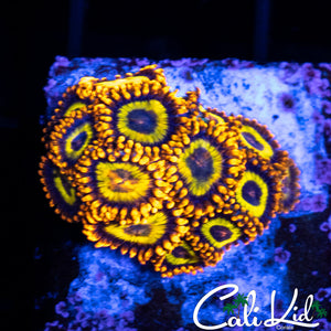 Fruitloops Mini Colony