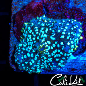 White Spot Disco Shroom