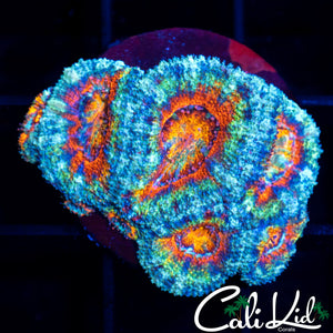 Ultra Rainbow Acan Mini Colony