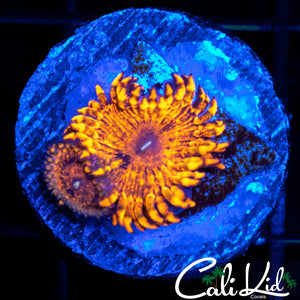 Maul Type Zoa Double