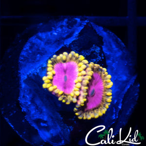 Pink Diamond Double