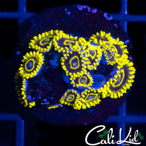 CK Golden Eye Mini Colony