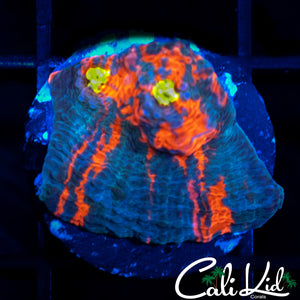 Indo Rainbow Chalice Frag