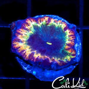 Indo Rainbow Rim Blasto