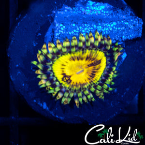 Buttmuncher Zoa