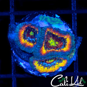 CK Fruitloops Mini Colony
