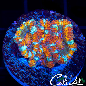 Rasta Man Acan Quad