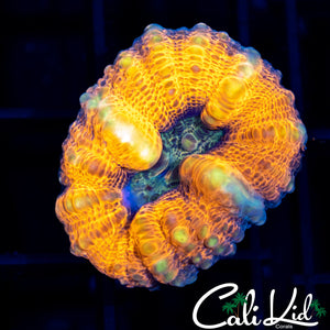Wart Skin Lobo