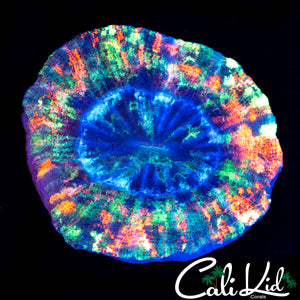 Pastel Rainbow Trachy