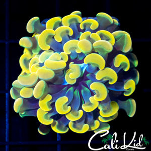 Stunning Golden Branching Hammer