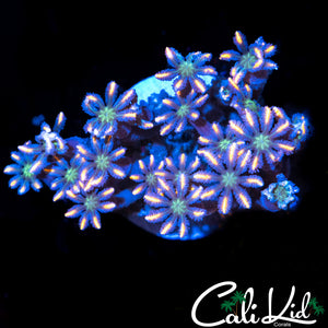 Rainbow Cloves Polyp Frag