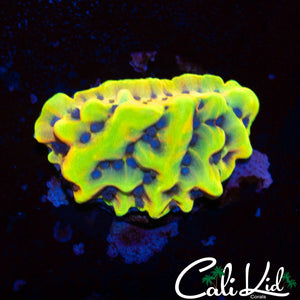 CK Peyote Dreams Monti