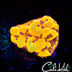 CK Bubonic Monti