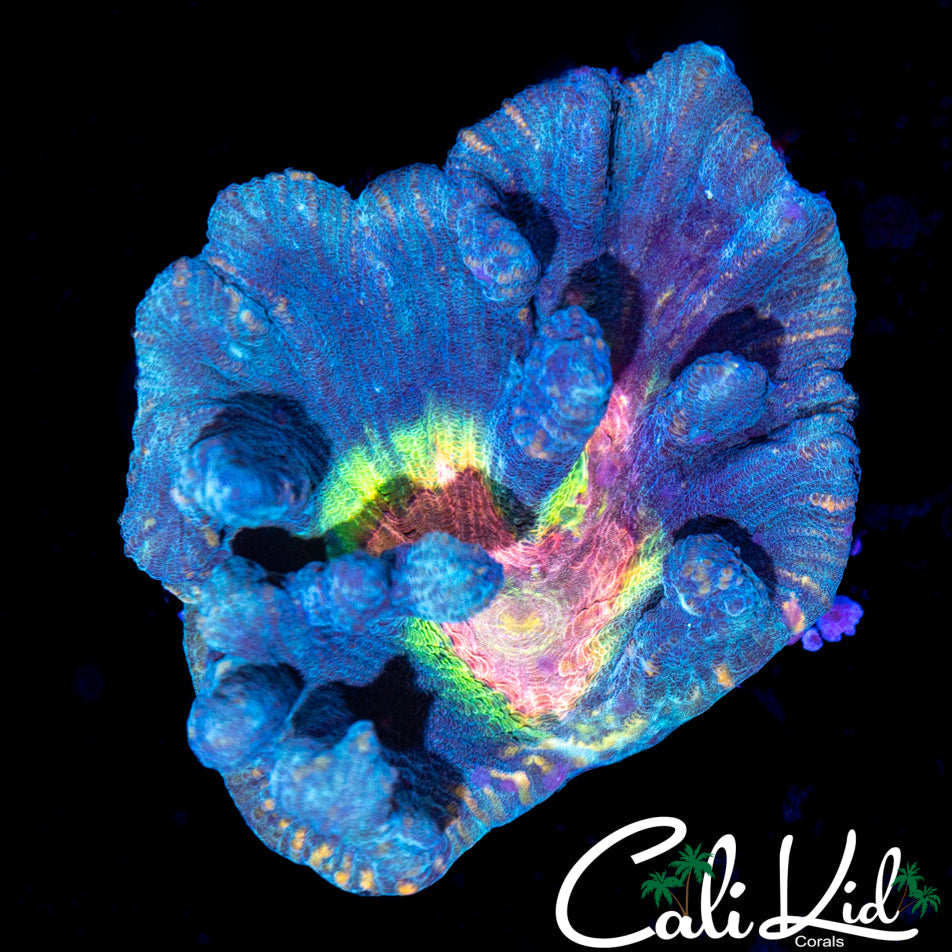 Rainbow Pectinia Chunk