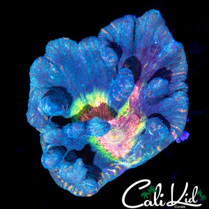 Rainbow Pectinia Chunk