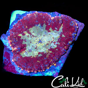 Lava Rim Mushroom