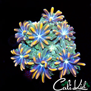 CK Kaleidoscope Galaxia