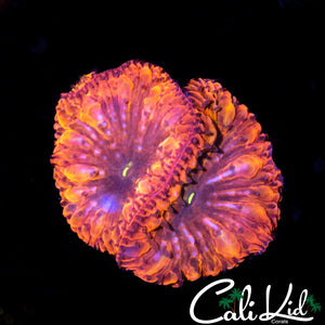 Ultra Bubble Blasto Double