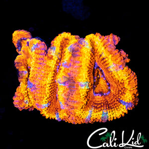 Ultra Rainbow Acan Triple