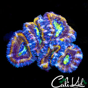 Ultra Acan Mini Colony