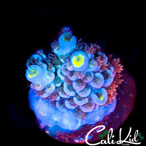 Red Polyp Tenius Frag