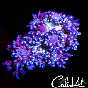 Rare Purple Glitter Goni